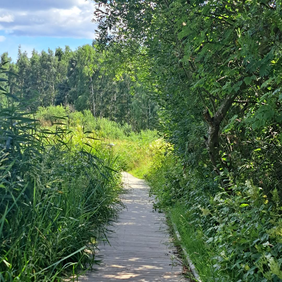 Grön stig i naturen